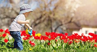 Picture of child watering red flowers